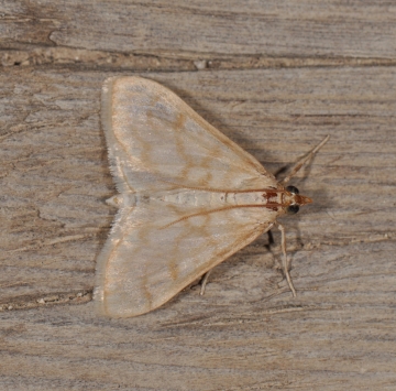 Paracorsia repandalis