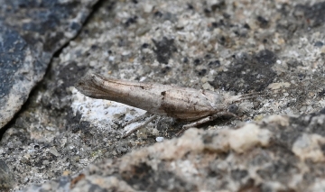 Paradoxus osyridellus