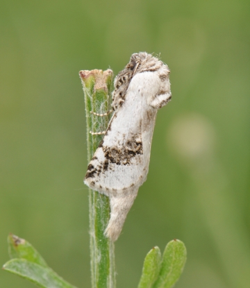 Parahypopta caestrum