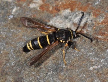 Paranthrene tabaniformis