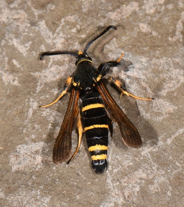 Paranthrene tabaniformis