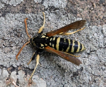 Paranthrene tabaniformis