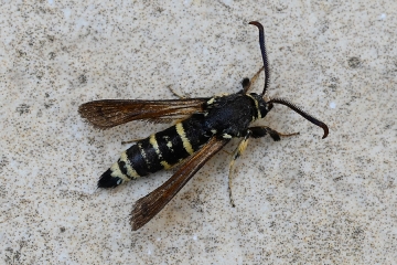 Paranthrene tabaniformis