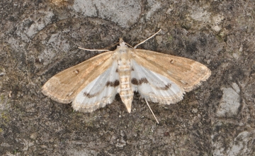 Parapoynx stratiotata
