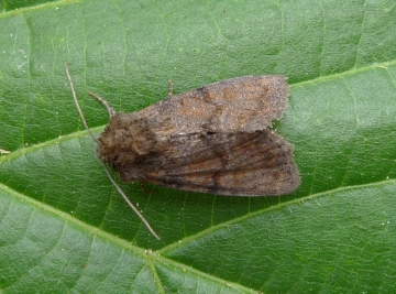 Parastichtis suspecta