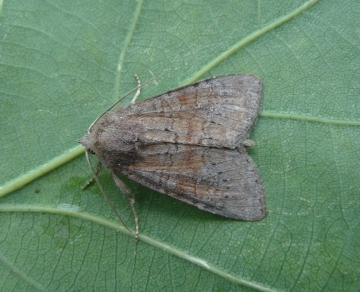 Parastichtis suspecta