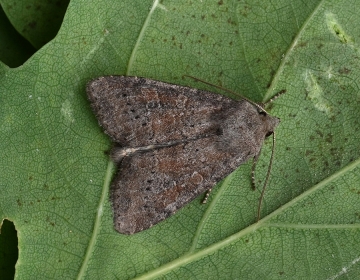 Parastichtis suspecta