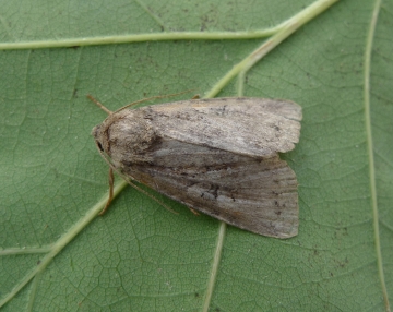 Parastichtis ypsillon