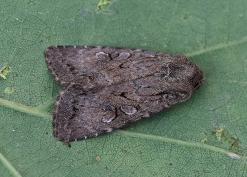 Parastichtis ypsillon