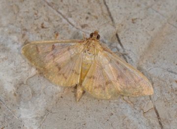 Paratalanta hyalinalis