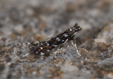 Parectopa ononidis