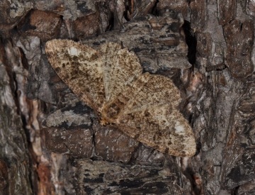 Parectropis similaria