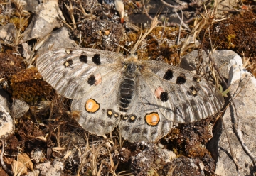 Parnassius apollo