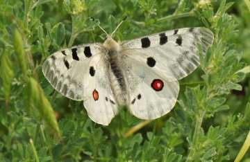 Parnassius apollo