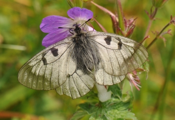 Parnassius mnemosyne