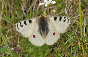 Parnassius phoebus