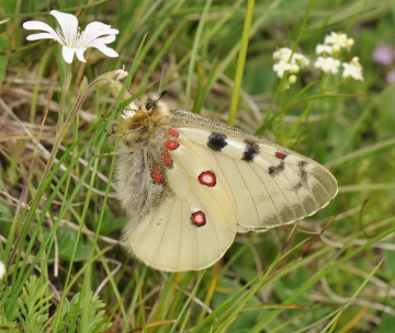 Parnassius phoebus