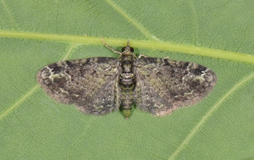 Pasiphila rectangulata