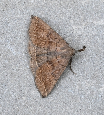 Pechipogo plumigeralis