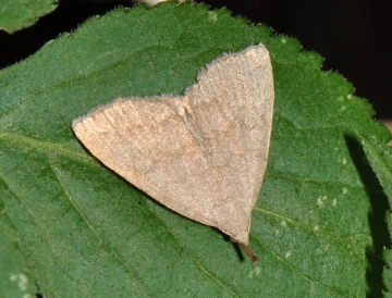 Pechipogo strigilata