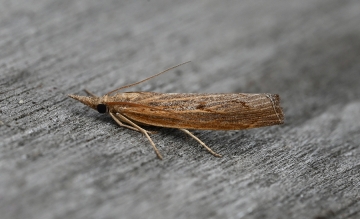 Pediasia contaminella