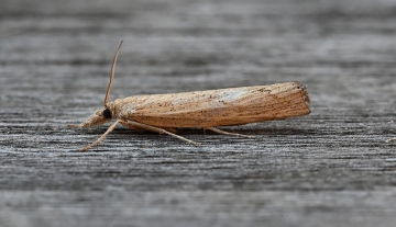 Pediasia contaminella