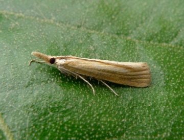 Pediasia luteella