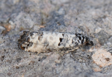 Pelochrista lugubrana