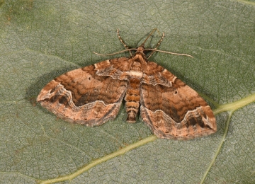 Pelurga comitata