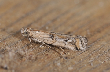 Pempelia genistella