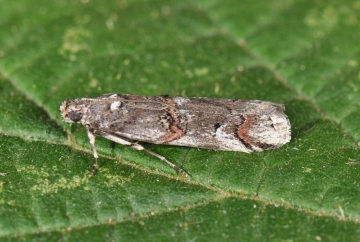Pempelia palumbella