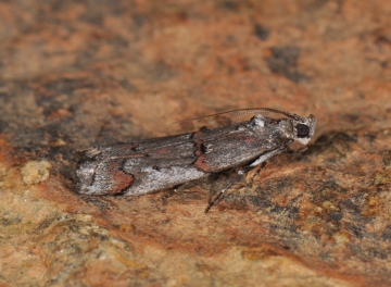Pempelia palumbella