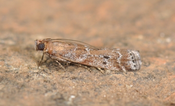 Pempeliella dilutella