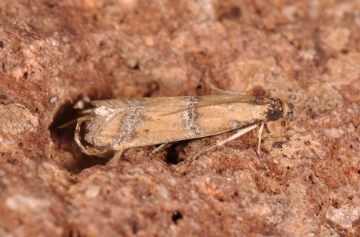 Pempeliella malacella