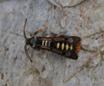 Pennisetia hylaeiformis
