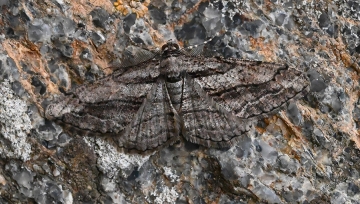 Peribatodes correptaria