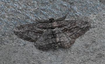 Peribatodes correptaria