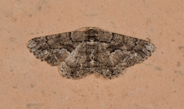 Peribatodes ilicaria