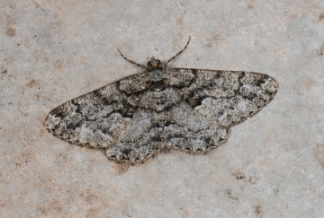 Peribatodes ilicaria