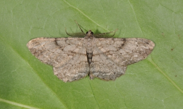 Peribatodes rhomboidaria