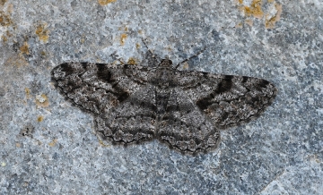 Peribatodes rhomboidaria