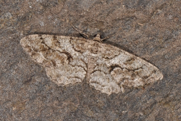 Peribatodes secundaria