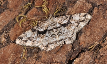 Peribatodes umbraria