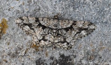 Peribatodes umbraria