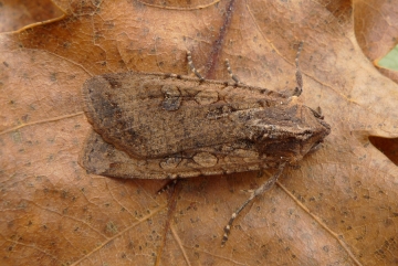 Peridroma saucia