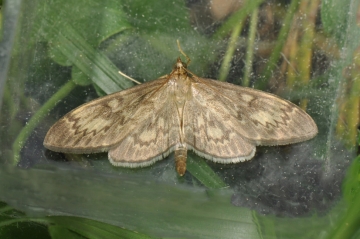 Perinephella lancealis