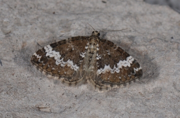 Perizoma alchemillata