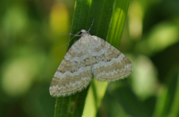 Perizoma albulata