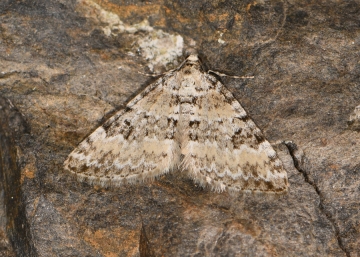 Perizoma minorata