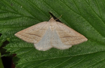 Petrophora chlorosata